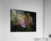 Moth Orchid Acrylic Print