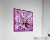 PEONY 001 Acrylic Print