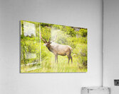 CO 2023 Elk1 Acrylic Print