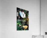 ButterflyAndTheMushroomPatch Acrylic Print