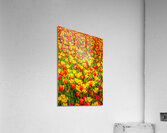 Tulips - 2.  Acrylic Print