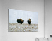 Buffalo By The Badlands 6x4 Acrylic Print