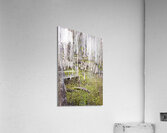 Atchafalaya National Preserve Cypress Trees Acrylic Print