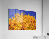 Yellow  Ginkgo Biloba Leaves Acrylic Print