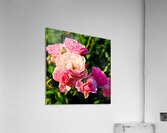 Soft Pink Rose Petals Acrylic Print