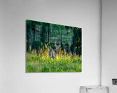 Curious deer Acrylic Print