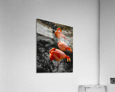 Flamingos Tucked  Acrylic Print