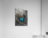 Robin Eggs   Acrylic Print