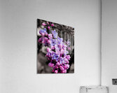 Lilac  Acrylic Print