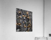 Puffball Mushrooms  Acrylic Print