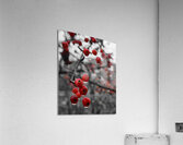 Siberian Crabapple  Acrylic Print