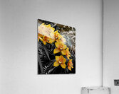 Orchids 3  Acrylic Print