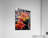 Orchids 4  Acrylic Print