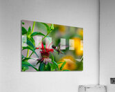 Hummingbird Acrylic Print
