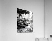 Sequoia Root Wad  Acrylic Print