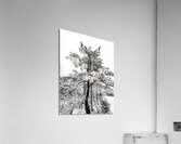 Snowy White Pine  Acrylic Print