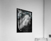Morning Sunlight  Acrylic Print
