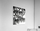 Snowy Conifer  Acrylic Print