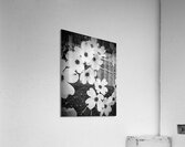 Flowering Dogwood  Acrylic Print