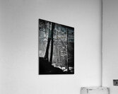 Forest Light  Acrylic Print
