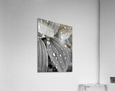 Raindrops  Acrylic Print