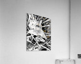 Frosty Oak Leaf  Acrylic Print