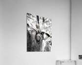 Botanical Shapes  Acrylic Print