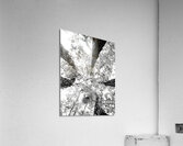 Forest Squad  Acrylic Print