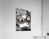 Snowy Conifer 1  Acrylic Print