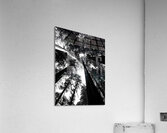 Redwoods  Acrylic Print