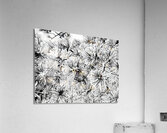 Snowy Conifer  Acrylic Print