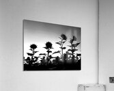 Sunflower Silhouette  Acrylic Print