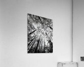 Forest Canopy  Acrylic Print