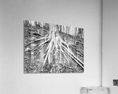 Root Flare  Acrylic Print