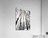 Pennsylvania Woods  Acrylic Print