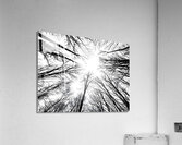 Winter Canopy  Acrylic Print