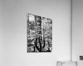 Evergreen Trident  Acrylic Print