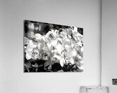 Lilies  Acrylic Print