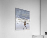 Sneaky Blue Heron  Acrylic Print