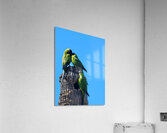 Nanday Parakeets Acrylic Print