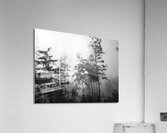 Misty Morning  Acrylic Print