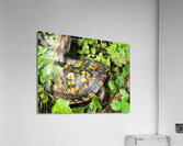 Box Turtle Acrylic Print