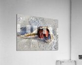 Crab Acrylic Print