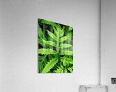 Sensitive Fern  Acrylic Print