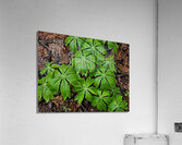 Mayapples  Acrylic Print