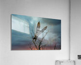 Eagle-Take Off Acrylic Print