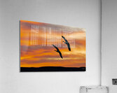 Sandhill Cranes Evening Sky Acrylic Print