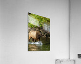 6x7 Bull Elk River Crossing Acrylic Print