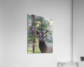 Bull with elk decoration Acrylic Print
