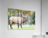Bull Elk Bugle Acrylic Print